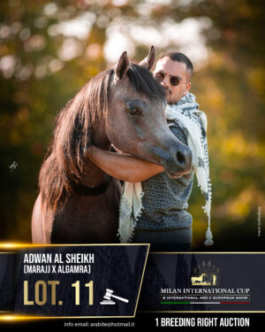 Lot 11 - ADWAN AL SHEIKH