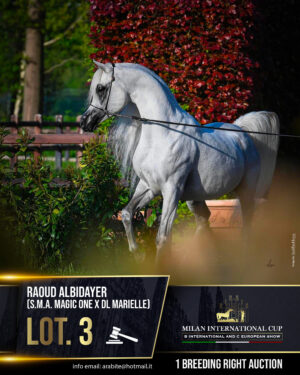 Lot 3 - RAOUD ALBIDAYER