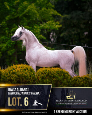 Lot 6 - RAZIZ ALDANAT